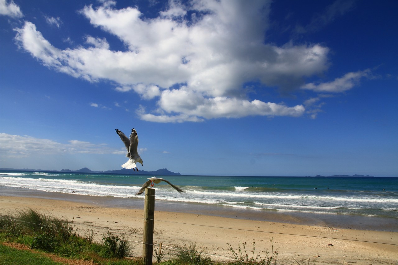 ニュージーランド