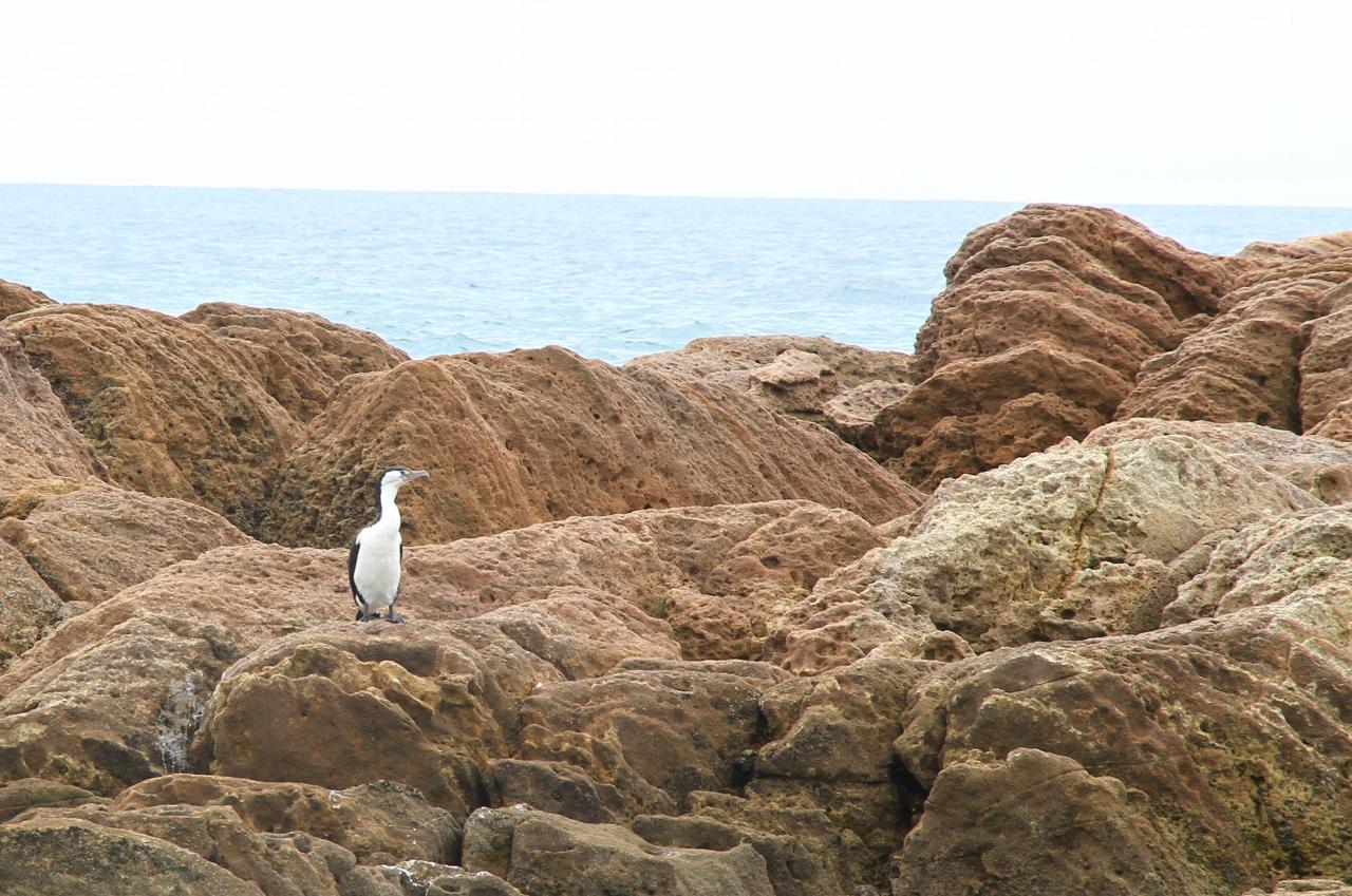 ニュージーランド・ペンギン