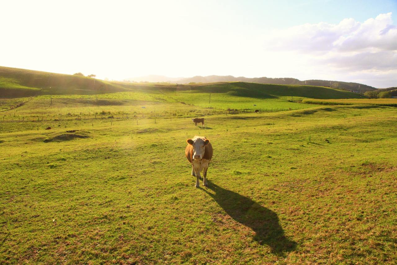 ニュージーランド