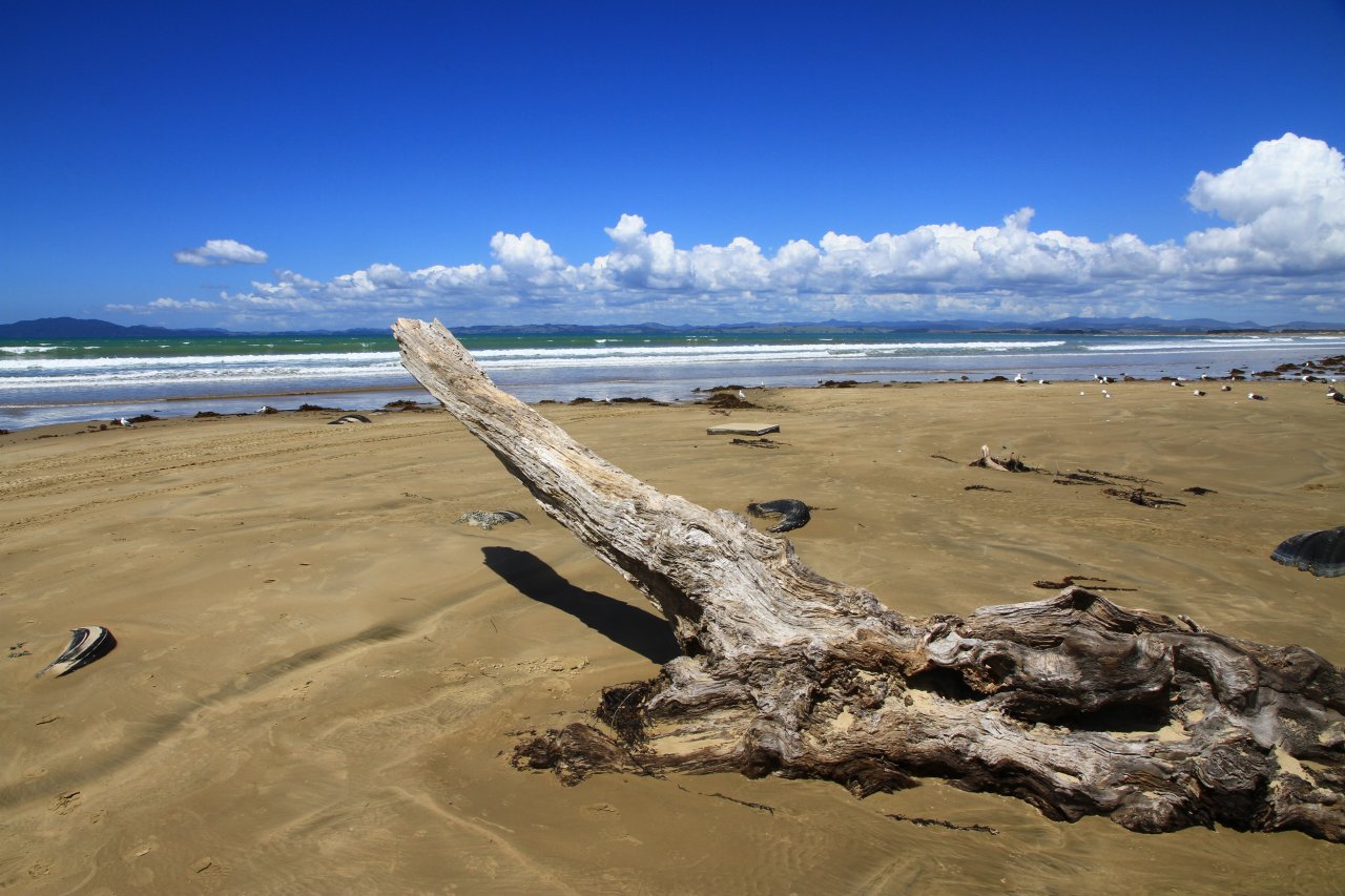 ニュージーランドの流木