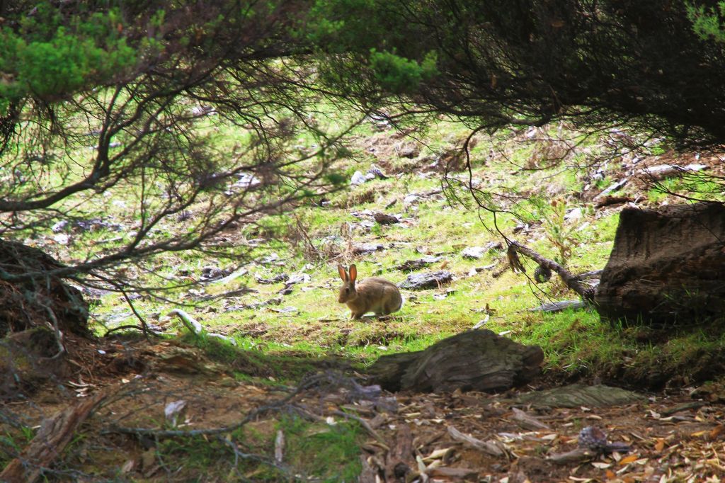 ニュージーランド