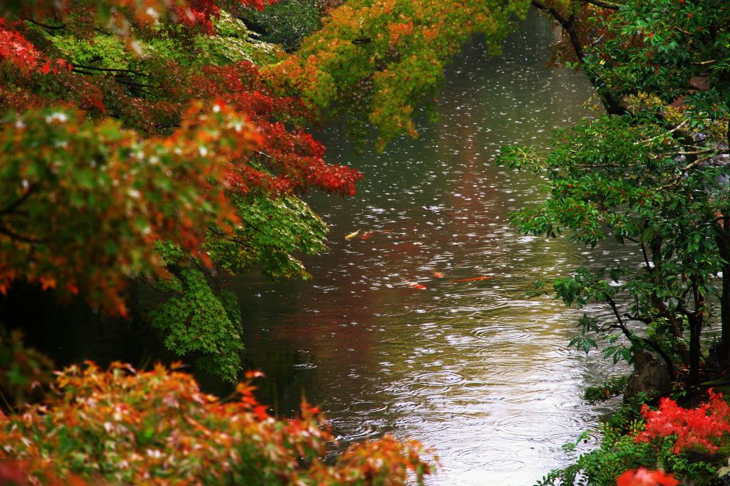京都・雨の永観堂の写真と観光情報