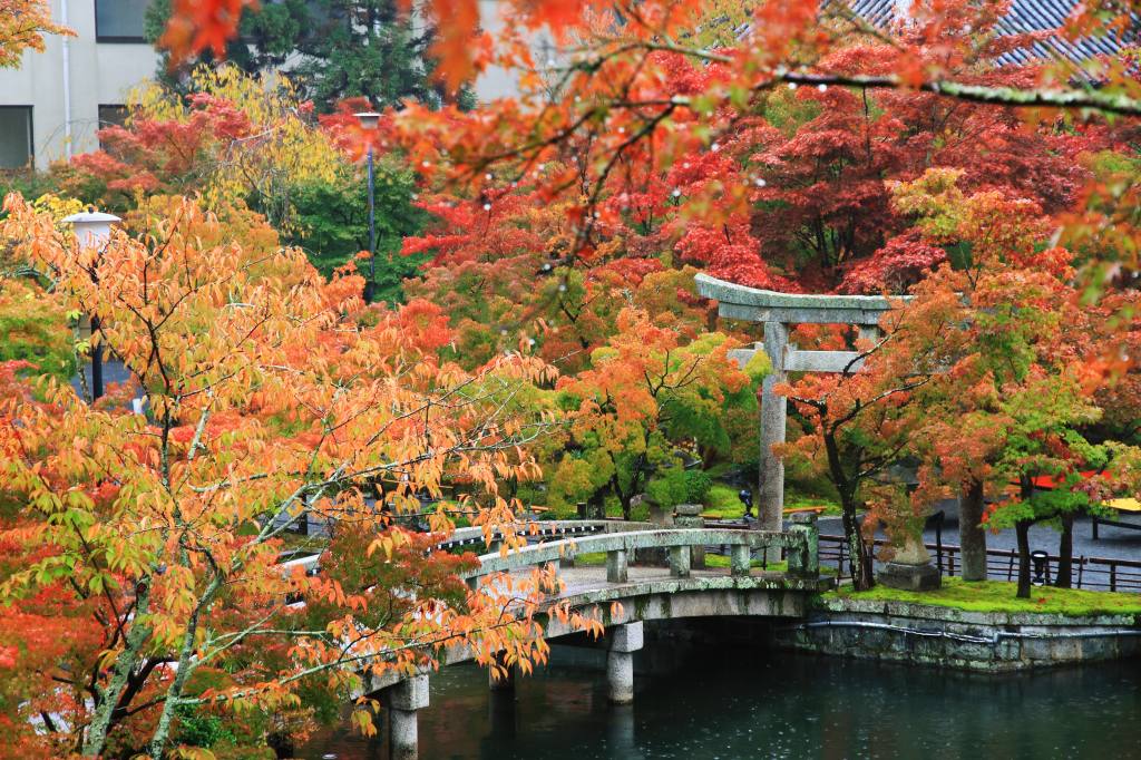 京都・雨の永観堂の写真と観光情報