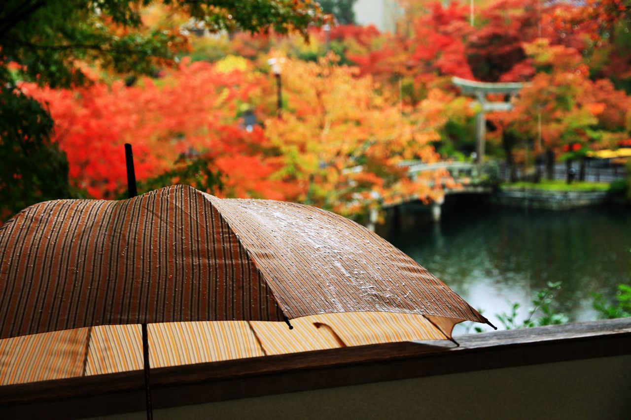 京都・雨の永観堂の写真と観光情報