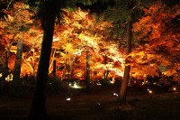 永観堂の紅葉のライトアップの絶景写真画像、おすすめ観光地情報