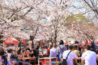 円山公園の桜のお花見の絶景写真画像、おすすめ観光地情報