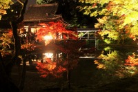 高台寺の紅葉のライトアップの絶景写真画像、京都のおすすめ観光スポット