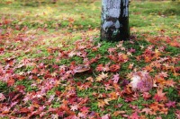 南禅寺の紅葉の絶景写真画像、京都のおすすめ観光スポット