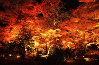 永観堂の紅葉のライトアップの絶景写真画像、おすすめ観光地情報