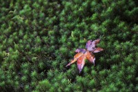 南禅寺の紅葉の絶景写真画像、おすすめ観光地情報