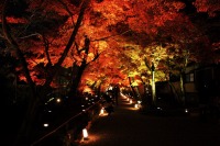 永観堂の紅葉のライトアップの絶景写真画像、おすすめ観光地情報