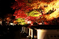永観堂の紅葉のライトアップの絶景写真画像、おすすめ観光地情報
