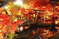 永観堂の紅葉のライトアップの絶景写真画像、おすすめ観光地情報