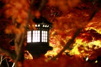 永観堂の紅葉のライトアップの絶景写真画像、おすすめ観光地情報