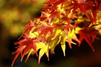 永観堂の紅葉のライトアップの絶景写真画像、おすすめ観光地情報