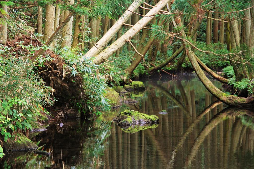 山形県・遊佐町 清流 牛渡川 大変美しい川