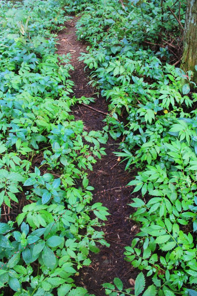 山形県・遊佐町 牛渡川