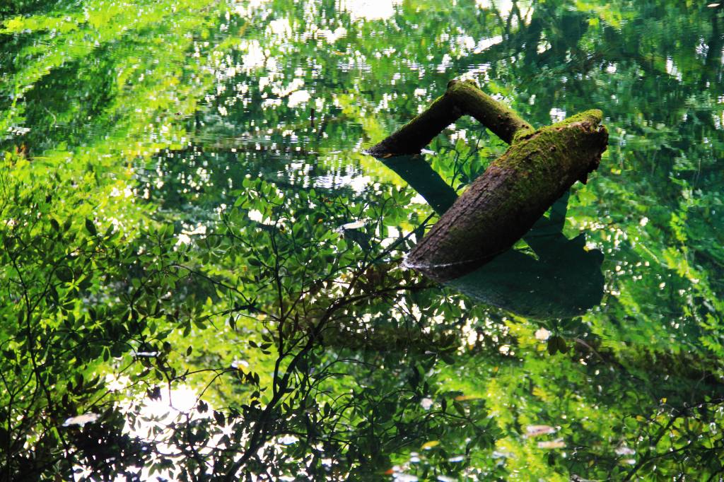 山形県・神秘の沼「丸池様」