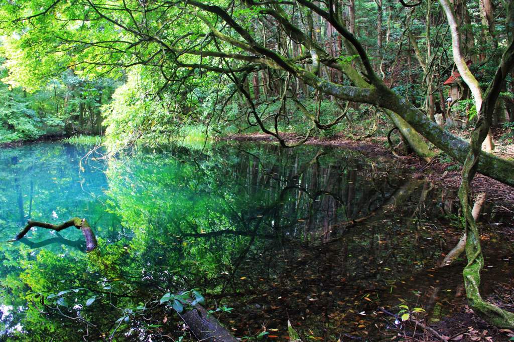 山形県・神秘の沼「丸池様」の絶景写真